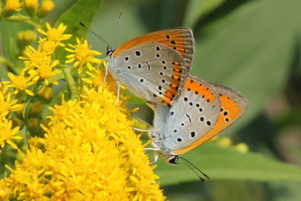 M e F  : foto di coppia